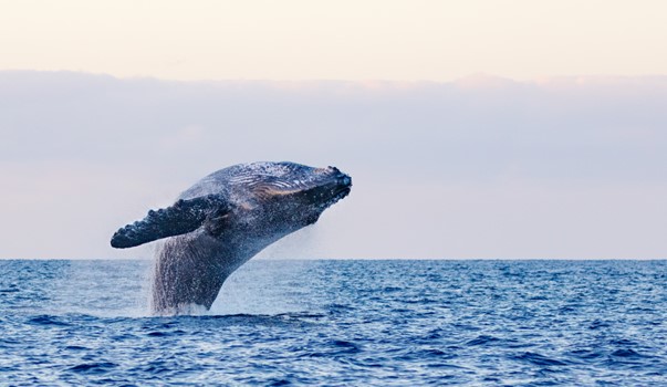 Whale Watching Tour